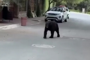 熊出沒！太陽報：前馬競前鋒科雷亞抱女兒出門，遇到一只熊