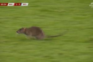 防得了進(jìn)球防不住鼠鼠！一老鼠闖入球場，庫爾圖瓦想抓住但未得手