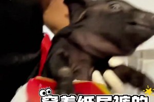 兩歲小孩哥超強(qiáng)控球技術(shù)...