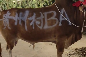 恭喜福建晉江獲得冠軍，貴州臺盤村大黃牛榮登全國村BA大舞臺??